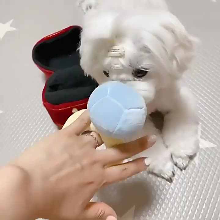 Diamond Ring Plush Pet Toy Ring Box Shape Dog Squeaky Toys Plush Dog  Wedding Toys Valentines Day Gift