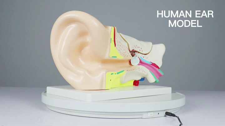Anatomy Model of Human Ear - Teaching Simulation Tool