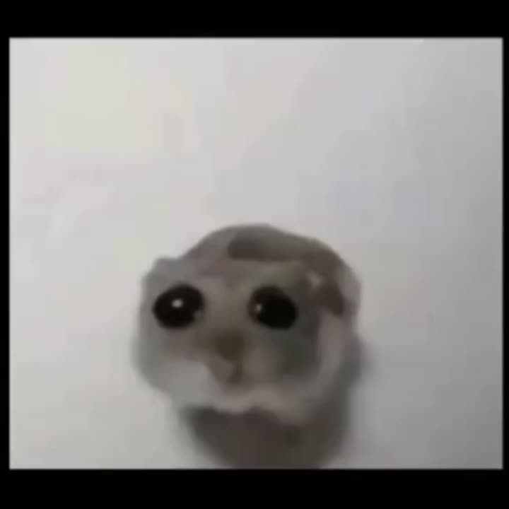 Мем с хомяков с большими глазами Pin by Regiikee on billie Cute animal memes, Cute funny dogs, Cat profile