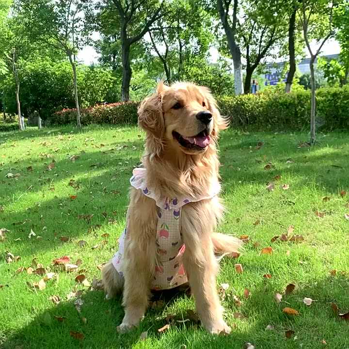Large Dog Thin Summer Princess Dress for Golden Retrievers, Samoyeds