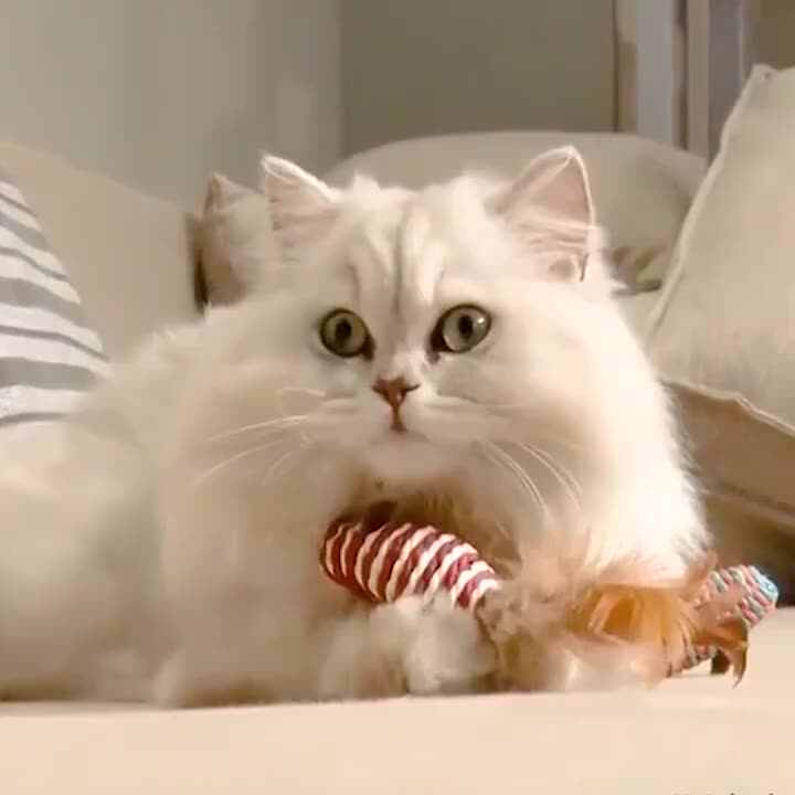 Bestseller Interaktives Katzenspielzeug-Set, 7-teilige  Maus-Spielzeug-Geschenkbox fr das Beste Katzenspielzeug aller Zeiten