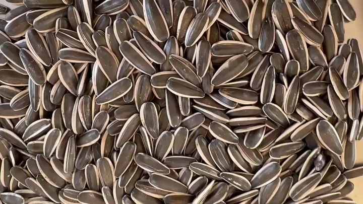 High-quality Sunflower Seeds Type 361, 363, 601 from China