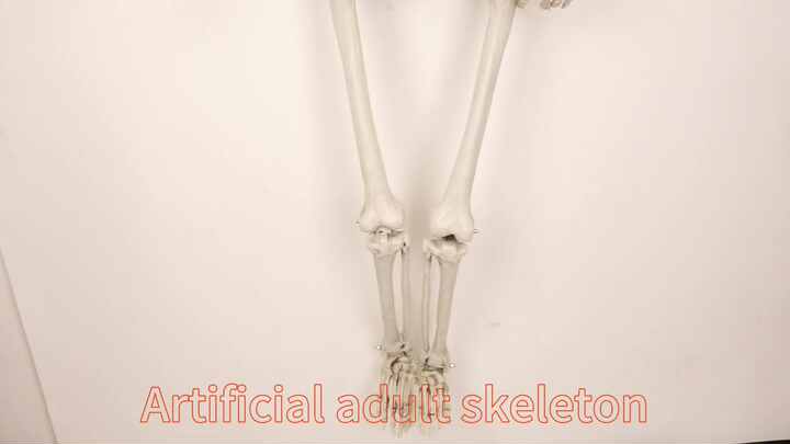Scheletro Di Halloween Posabile 165 Cm – Grandezza Naturale, Giunti Mobili, Con Bandana E Outfit Pirata