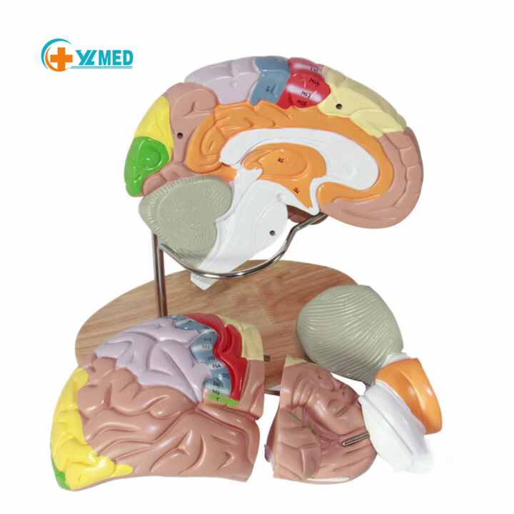 Modello di cervello umano per le neuroscienze, modello di anatomia del