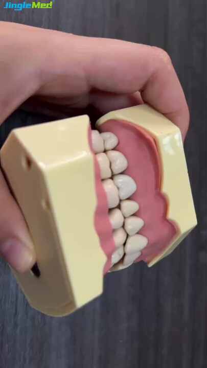 Standard Nissin Dental Model with 32pcs Typodont Teeth for Dental