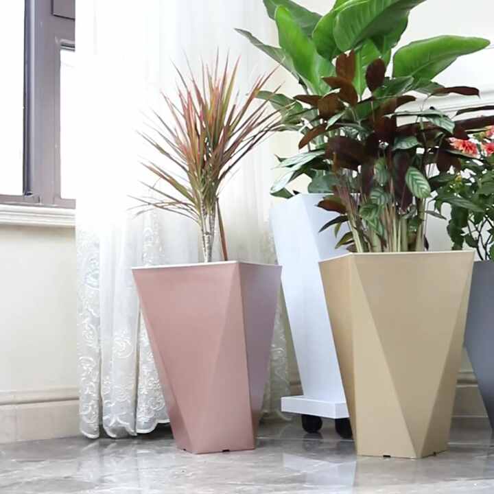6 dieffenbachia exotica Dieffenbachia Camille (6 Inch) – Westbrae Nursery