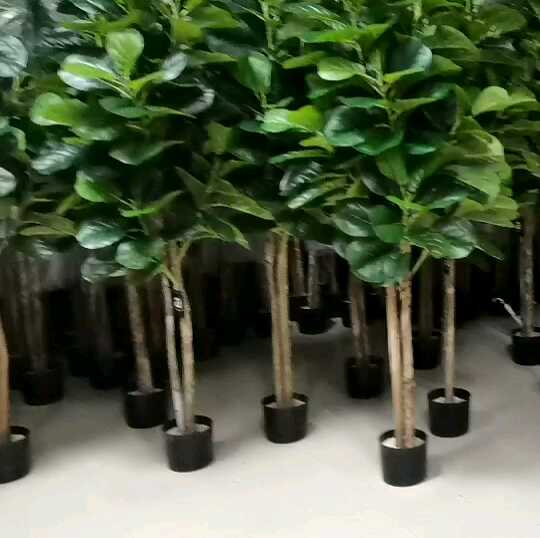Faxu Home Decoration Artificial Fiddle Leaf Fig Tree Bonsai Plant Wood  Trunk Plastic Steel Ficus Lyrata Pandurata 180cm 5-8
