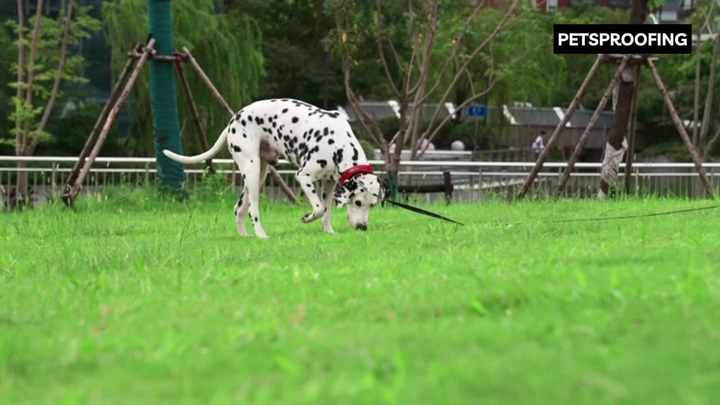 Luxury Custom Size Dog Washing Stations Stainless Steel - Main Image