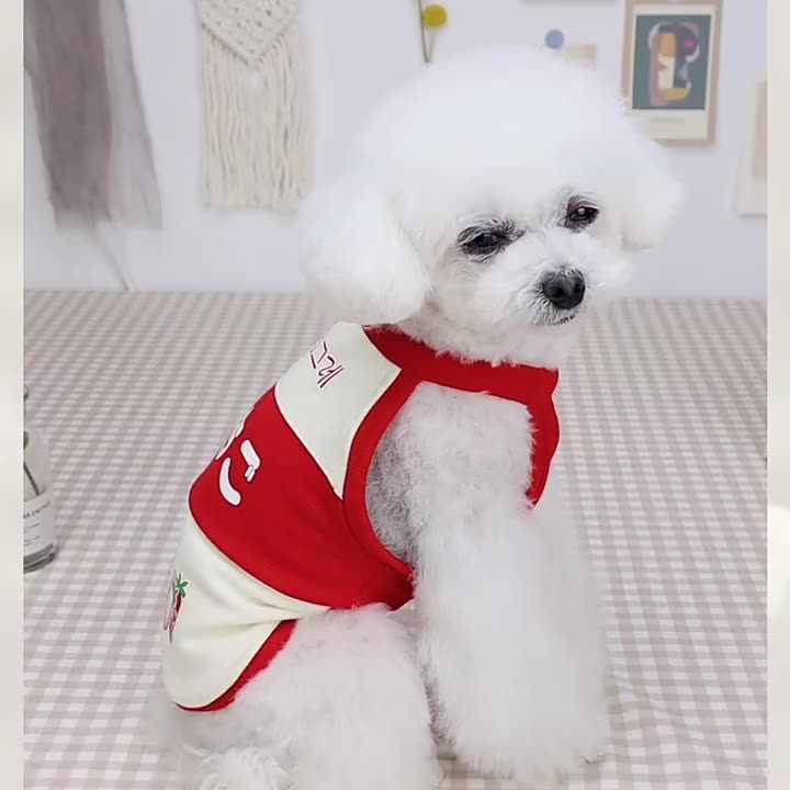 Cute Chihuahua Clothing Designer Dog Outfits for Summer