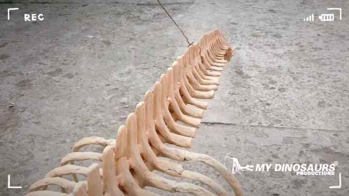 私の恐竜古代恐竜化石スケルトンモササウルス| Alibaba.com