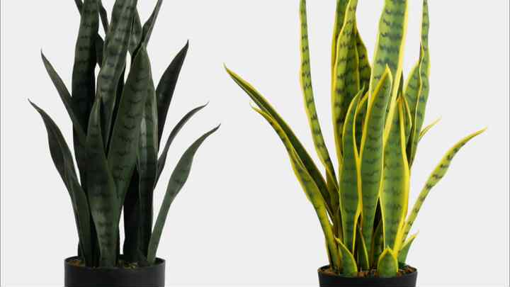 China Supplier UV Resistant Yellow Green Faux Succulent Snake Plant  Sansevieria Trifasciata Prain for Interior Exterior Decor