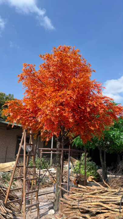 d&d plant Buy Dd Blanchard Magnolia Produces Plants & Trees Online