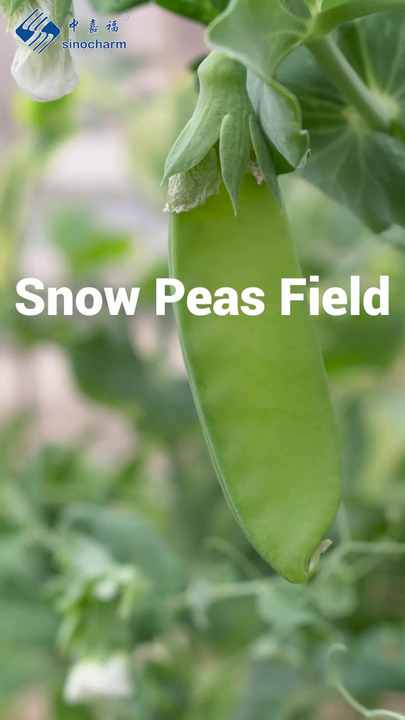 China Frozen Pea Pods - IQF Frozen Vegetables for Dishes, OEM/ODM
