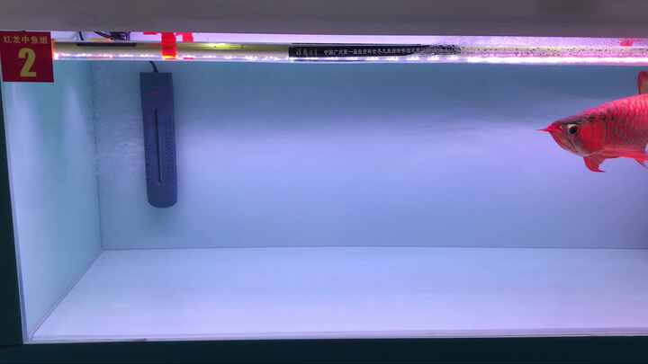 藻河田日光浴ライトT5アロワナライト112CM 54W UVA UVB 6700K 2700K