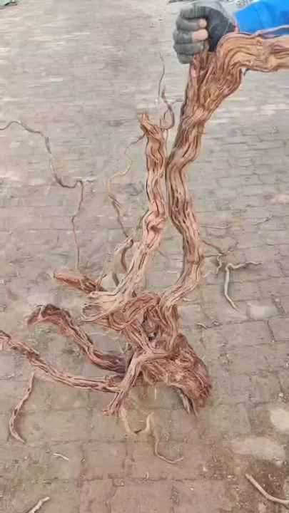 Aquarium Driftwood Rhododendron Root Twisted Vine - Eco-Friendly