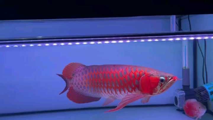 キ*ン様 Arowana Magical Light Series Arowana Special New Upgrade Magic Lamp Aquarium 3-Base Color