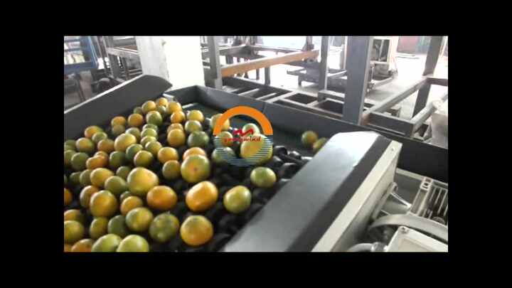 Efficient Mango Grading Machine - Automatic & Customizable