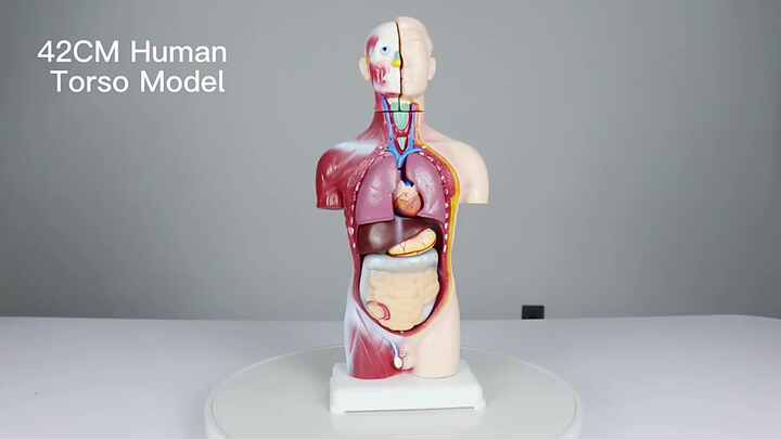 工場医療用品 42CM 18パーツ人体解剖学無性別胴体モデル、42CM無性别