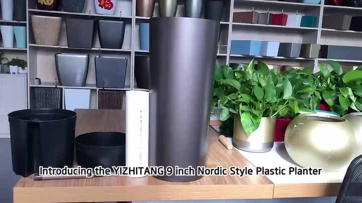 indoor plant rubber tree Ficus Elastica Burgundy 'Rubber Tree' 6