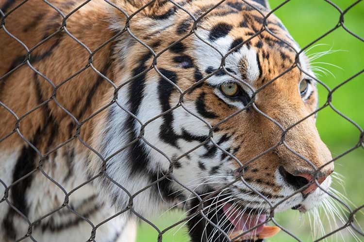 Zoo Specific Ecological 7 X 7 Ss Rope Mesh Tiger Enclosure Hand Woven
