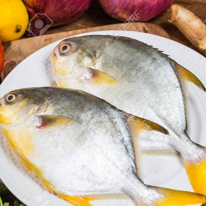 live fish suppliers