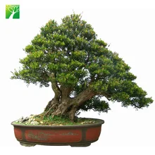 Low price real bonsai tree plants Syzygium buxifolium, View real bonsai plants, Plant Fun Product Details from Plant Fun ( Xiamen) Co., Ltd. on Alibaba.com Low price real bonsai tree plants Syzygium buxifolium, View real bonsai plants, Plant Fun Product Details from Plant Fun ( Xiamen) Co., Ltd. on Alibaba.com