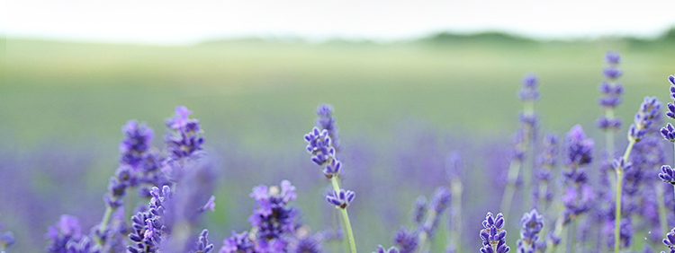 آویزان ضد حشرات قلع سیترونلا سطل شمع پارافین برای مسافرت 3