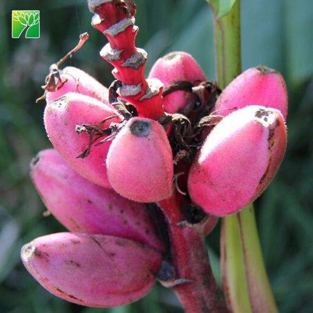 Musa nana