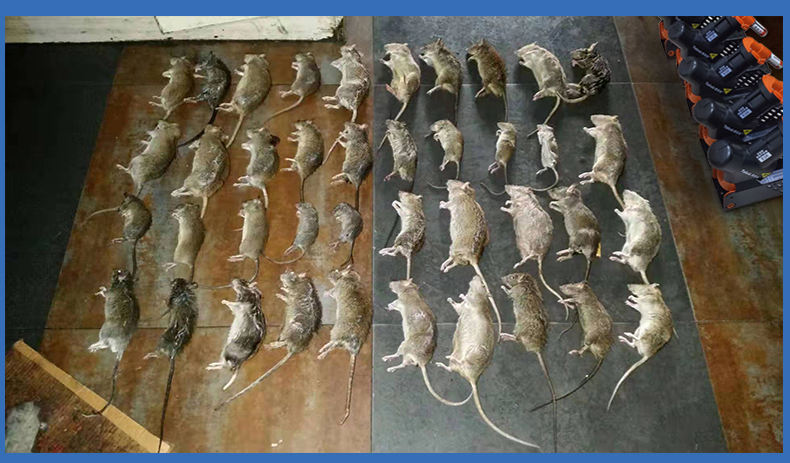 rat trapkeywords:rodentpest control type:rat killerusage