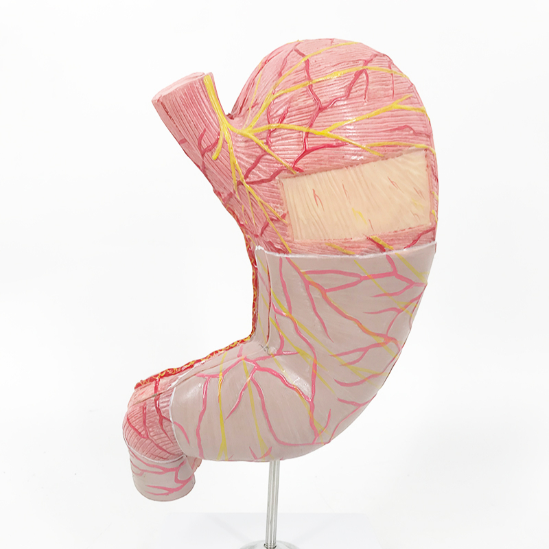 Новая модель Szie YA/D021 человеческого желудка (новый стиль)