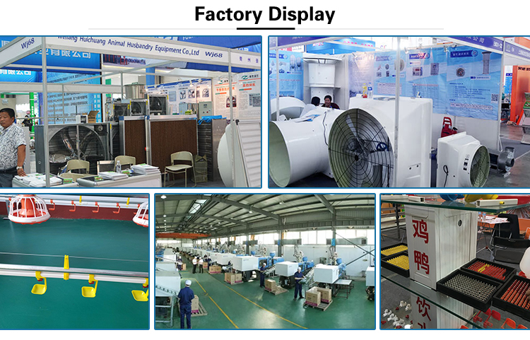 Automatic Feeding Line For Poultry Poultry Equipments Production Line Feeding Chicken Feeder Poultry Farm Animal Feeders