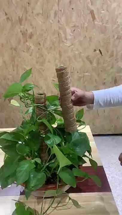 tree seeds for bonsai Judas Tree Seed Bonsai Starter Kit