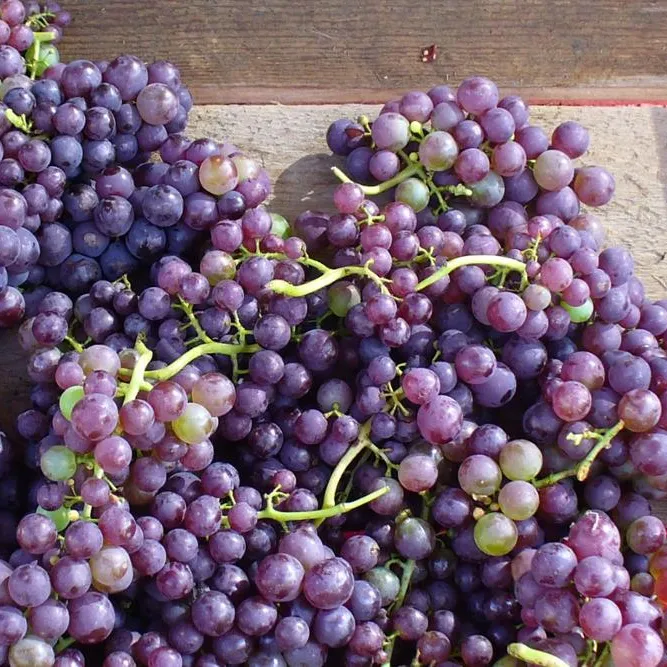 Применения винограда. Ред Глобал виноград. Много винограда. Кислотные красные сорта винограда. Виноград Гран при.