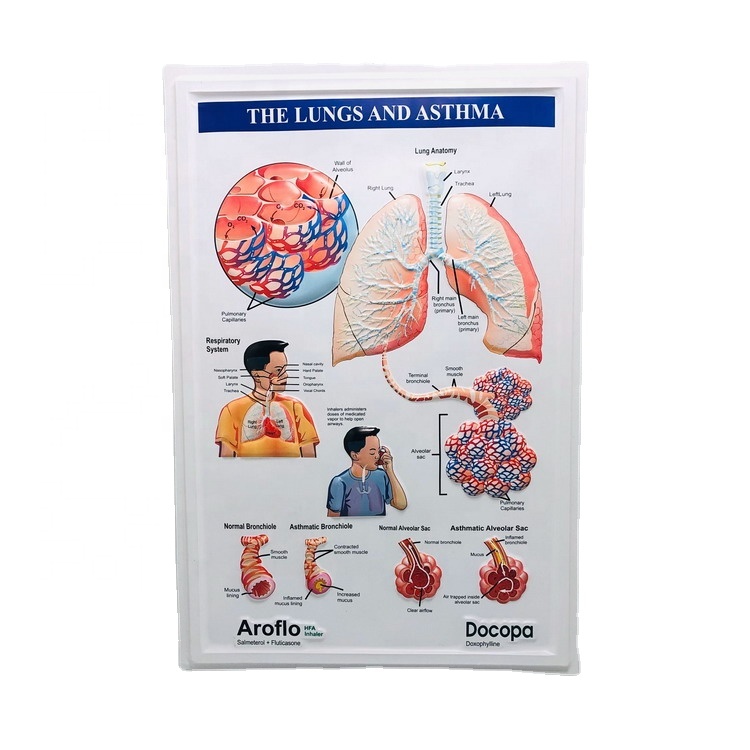 Поставка ПВХ блистеров, анатомии человека, 3D домашних животных, настенная диаграмма, медицинская настенная диаграмма, трехмерный плакат, индивидуальная настенная диаграмма