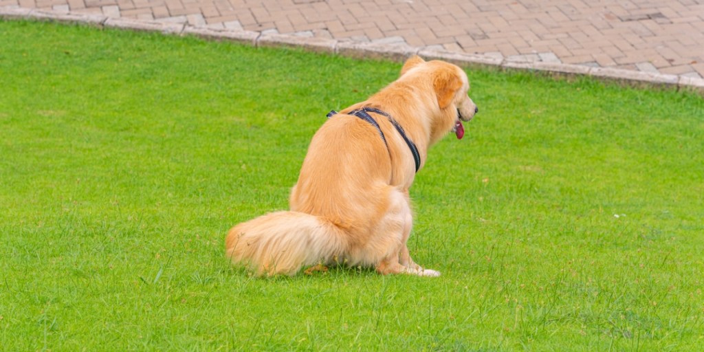 a golden retriever pooping on green grass surface