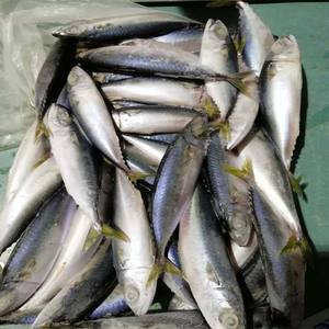 Rechercher Les Fabricants Des Maquereau Produits De Qualite Superieure Maquereau Sur Alibaba Com