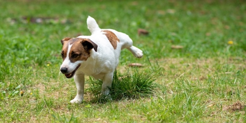 Dog taking a piss in grass