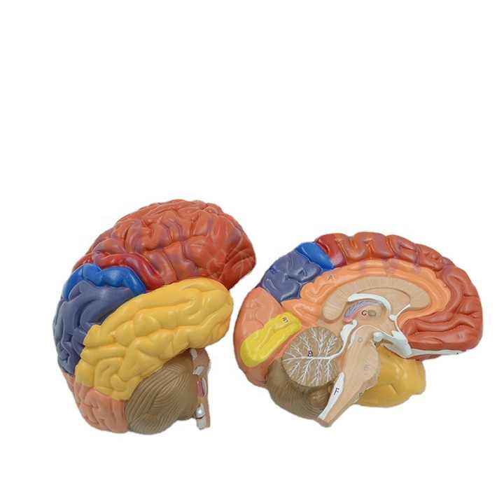 medical functional brain anatomical model plastic brain models