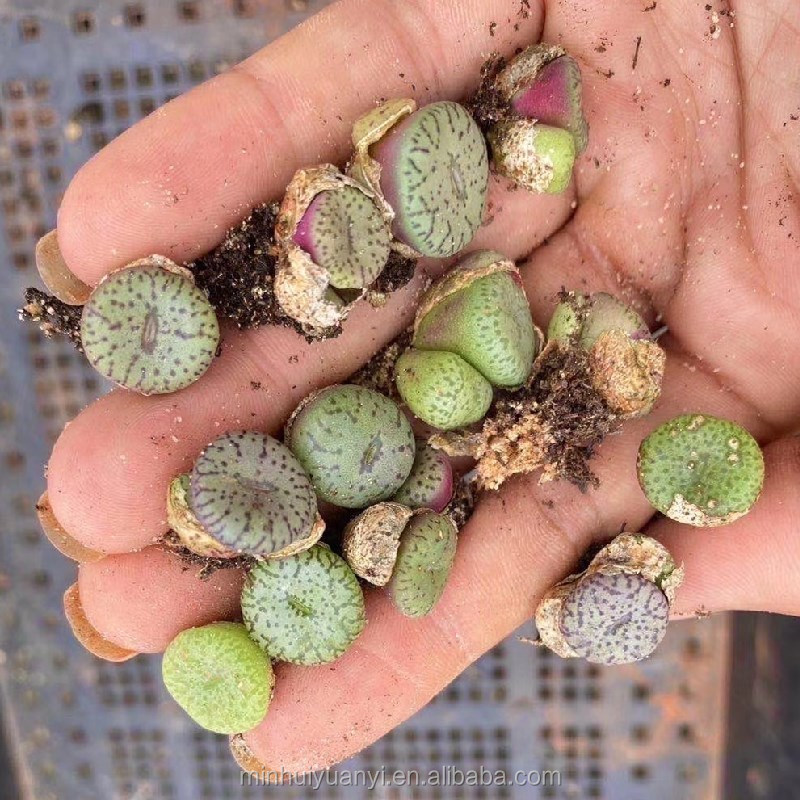 0.35 "חי עסיסיים Lithops Conophytum מינימום wittebergense מקורה צמחים ...