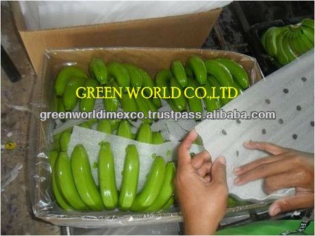 VIETNAMESE GREEN CAVENDISH BANANA WITH CHEAP PRICE