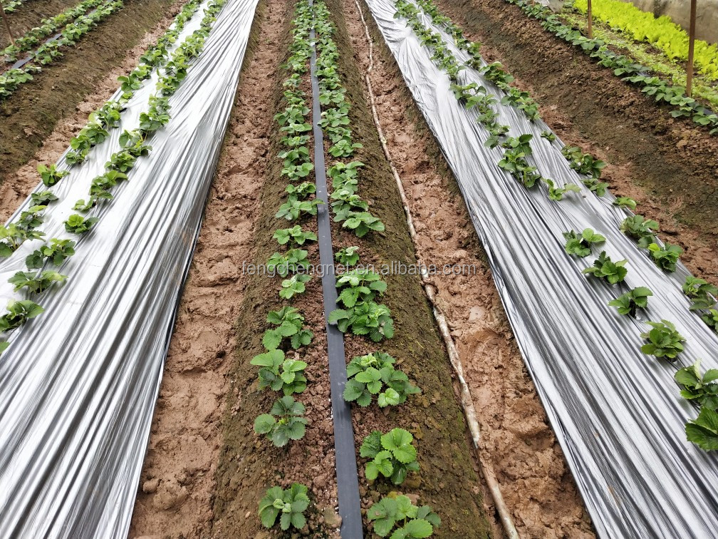 工厂价格打孔黑色/银色pe地膜/uv处理草莓塑料地膜纸 - buy mulch pe