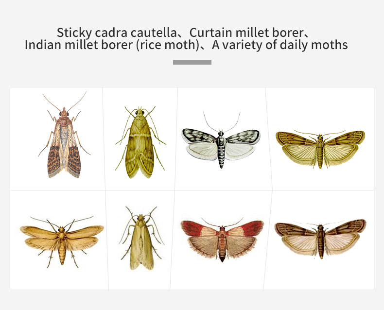 clothes and pantry moth traps warehouse pheromone clothing moth