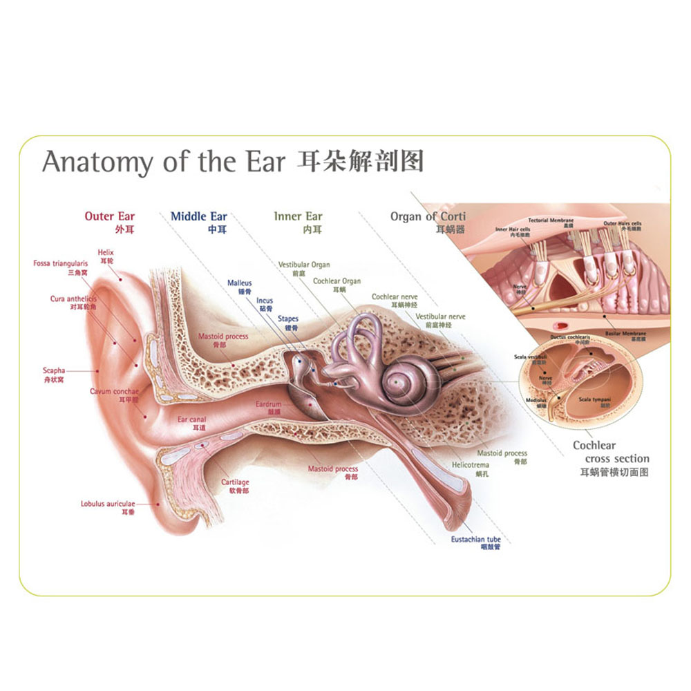 数字助听器壁挂式人耳解剖图