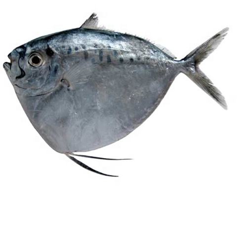 new arrived sea frozen whole round moonfish 150-250g mene
