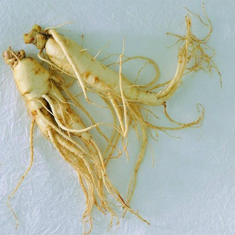 Маринованный корень женьшеня купить. Корень женьшеня для ног. Как пить женьшень. Выдержка корень. Корень женьшень panax.