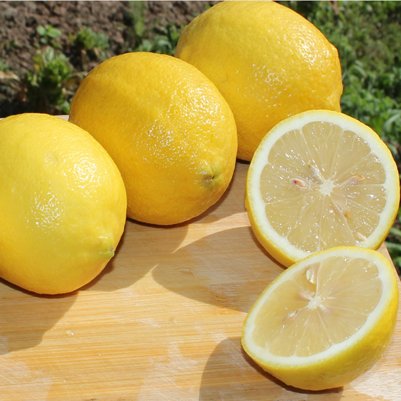 hot sale cheap price fresh eureka lemons from sichuan china