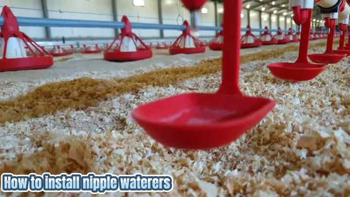 Yalangoch tor bel Leshit devst i jinsiy aloqa