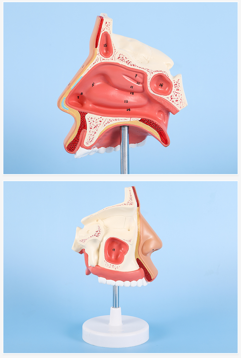 自然大小对人鼻解剖模型