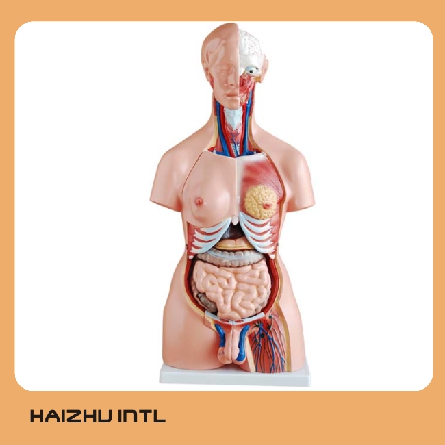 Yalangoch qiz uyni tozalaydi