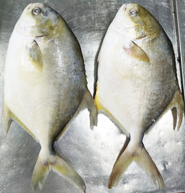 中国养殖场饲养的冷冻金石榴鱼